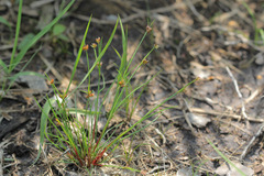 Juncus bulbosus