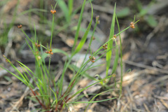 Juncus bulbosus