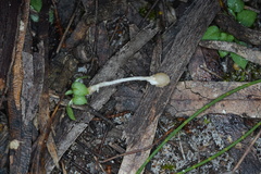 Pterostylis concinna