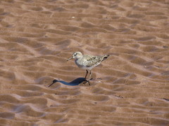 Calidris fuscicollis