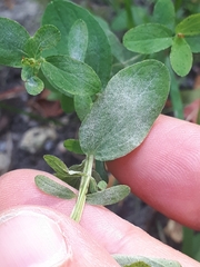 Erysiphe hyperici