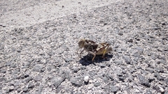 Prionotropis hystrix