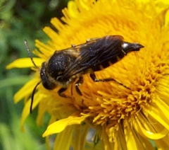 Coelioxys alatus
