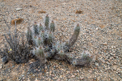 Trichocereus nigripilis