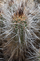Trichocereus nigripilis