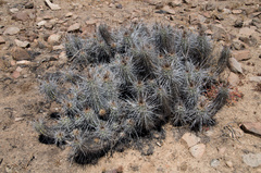 Trichocereus nigripilis