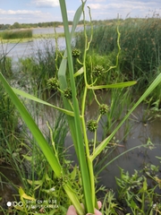 Sparganium erectum erectum