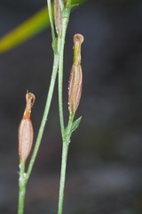 Pterostylis nana