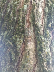 Cicada orni