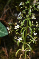 Sedum cepaea