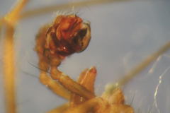Lepthyphantes leprosus