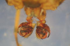 Lepthyphantes leprosus