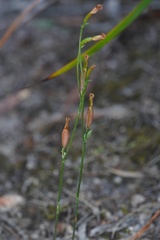 Pterostylis nana