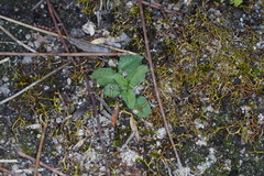 Pterostylis nana