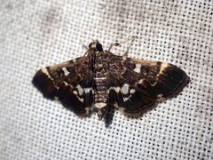 Piletocera sodalis