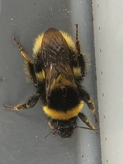 Bombus hortorum