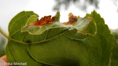 Phylloporia bistrigella