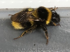 Bombus hortorum