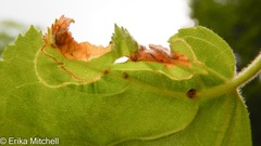 Phylloporia bistrigella