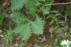 Quercus frainetto