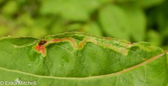 Aulagromyza orbitalis