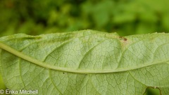Aulagromyza orbitalis