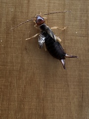 Forficula auricularia