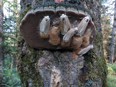 Lymantria dispar dispar