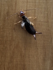 Forficula auricularia