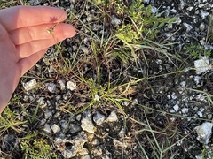 Rhynchospora floridensis