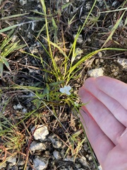 Rhynchospora floridensis