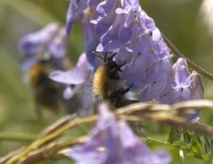 Bombus humilis