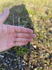 Schizachyrium gracile