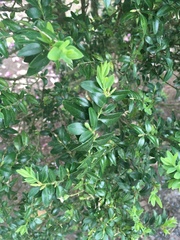 Magnoliopsida