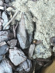 Harmonia axyridis