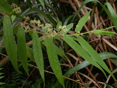 Callicarpa pilosissima