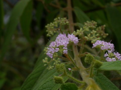 Callicarpa pilosissima