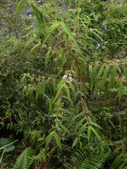 Callicarpa pilosissima
