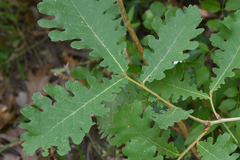 Quercus frainetto