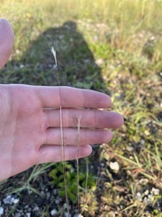 Schizachyrium gracile