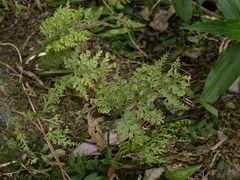 Asplenium ritoense