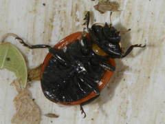 Coccinella magnifica