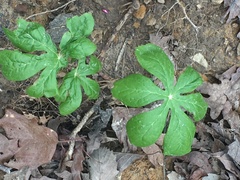 Podophyllum peltatum