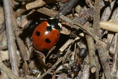 Coccinella magnifica