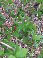 Magnoliopsida