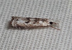 Microcrambus minor