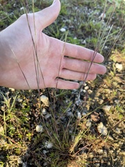 Schizachyrium gracile