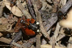Coccinella magnifica