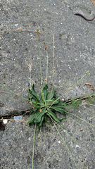 Plantago lanceolata
