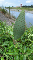 Opuntia